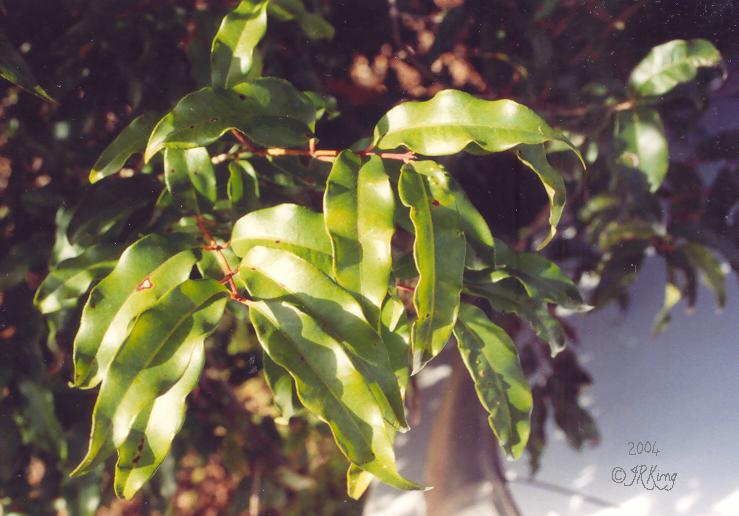 &nbsp aroma &nbsp in the &nbsp sun &nbsp