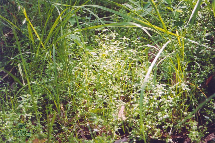 &nbsp aroma &nbsp underfoot &nbsp