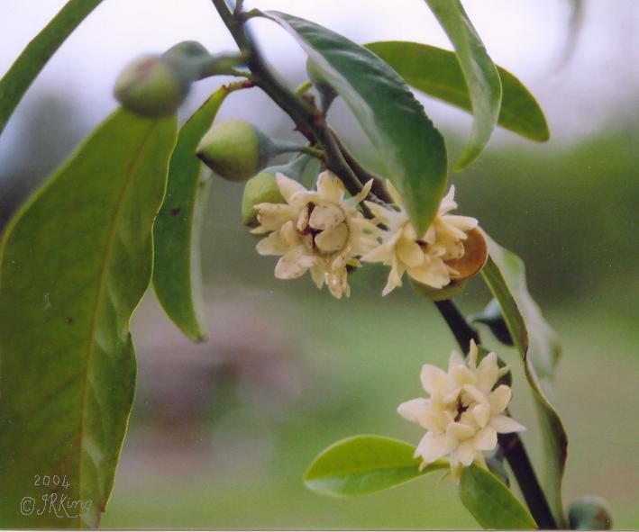 &nbsp beetles &nbsp pollinating &nbsp
