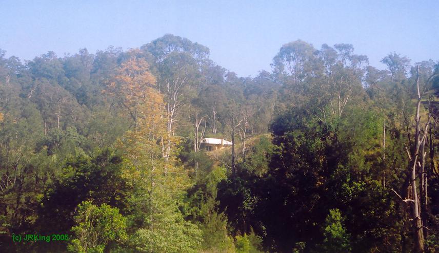 &nbsp rainforest272  &nbsp