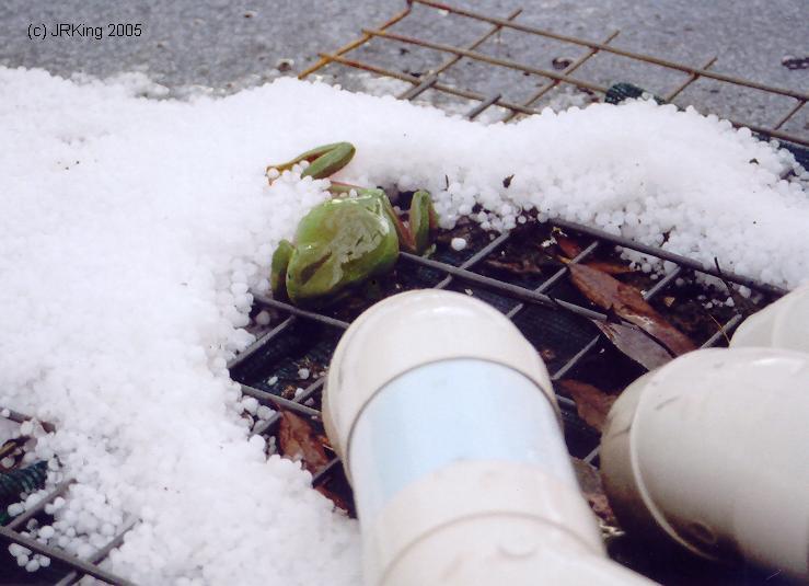 &nbsp frog-cicles &nbsp