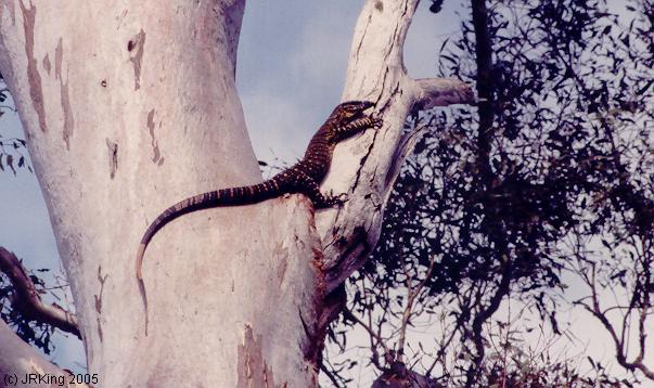 &nbsp goanna &nbsp